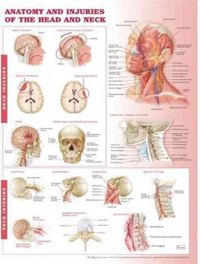 Anatomy & Injuries of the Head & Neck Anatomical Chart