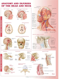 Anatomy & Injuries of Head & Neck Anatomical Chart- Laminated